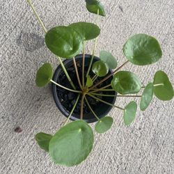 Chinese Money Plant, Pilea Perperomia, UFO Plant 3 In Pot