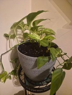 Golden pothos and flowe included