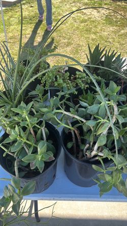Plant sale