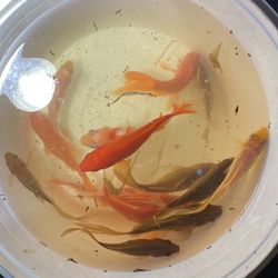 Goldfish For Sale. Common And Comets All Color Variations And Fish From 1”-6” Available 