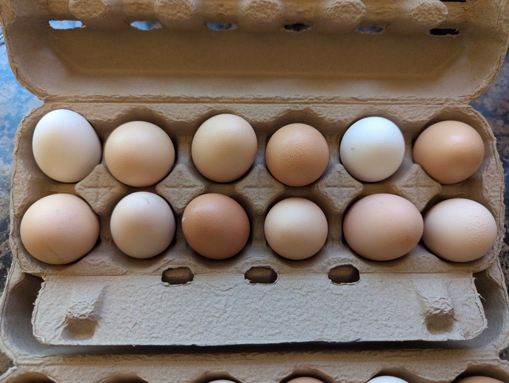 Fresh Organic Eggs