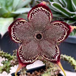 Persian Carpet Flower 🪴🌼🌺🪰