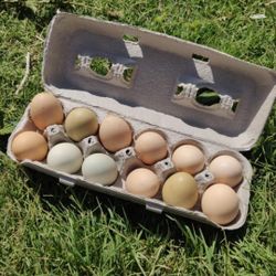 Fresh Organic Chicken Eggs