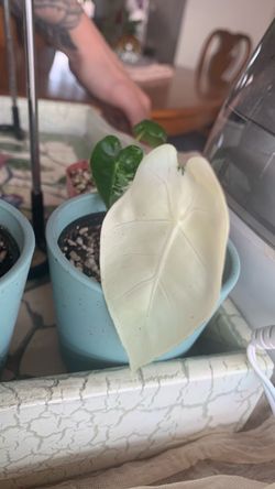 Alocasia Frydek