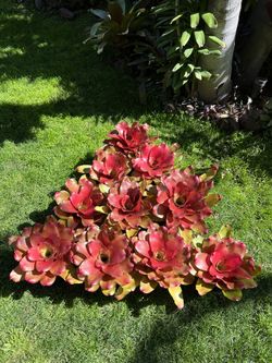 Magali - Hawaiian Bromeliad