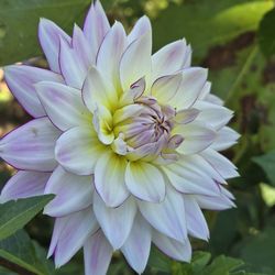 Dahlia Plants Crazy Love $5 Each