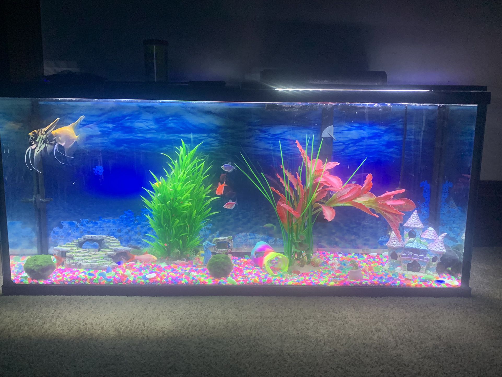 55 Gallon Fish Tank Everything Included 