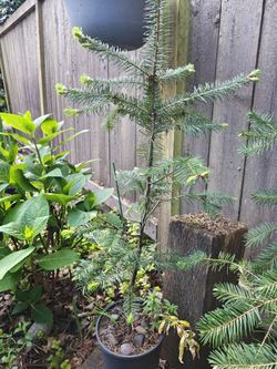 Baby Douglas Fir Tree W/ Pot