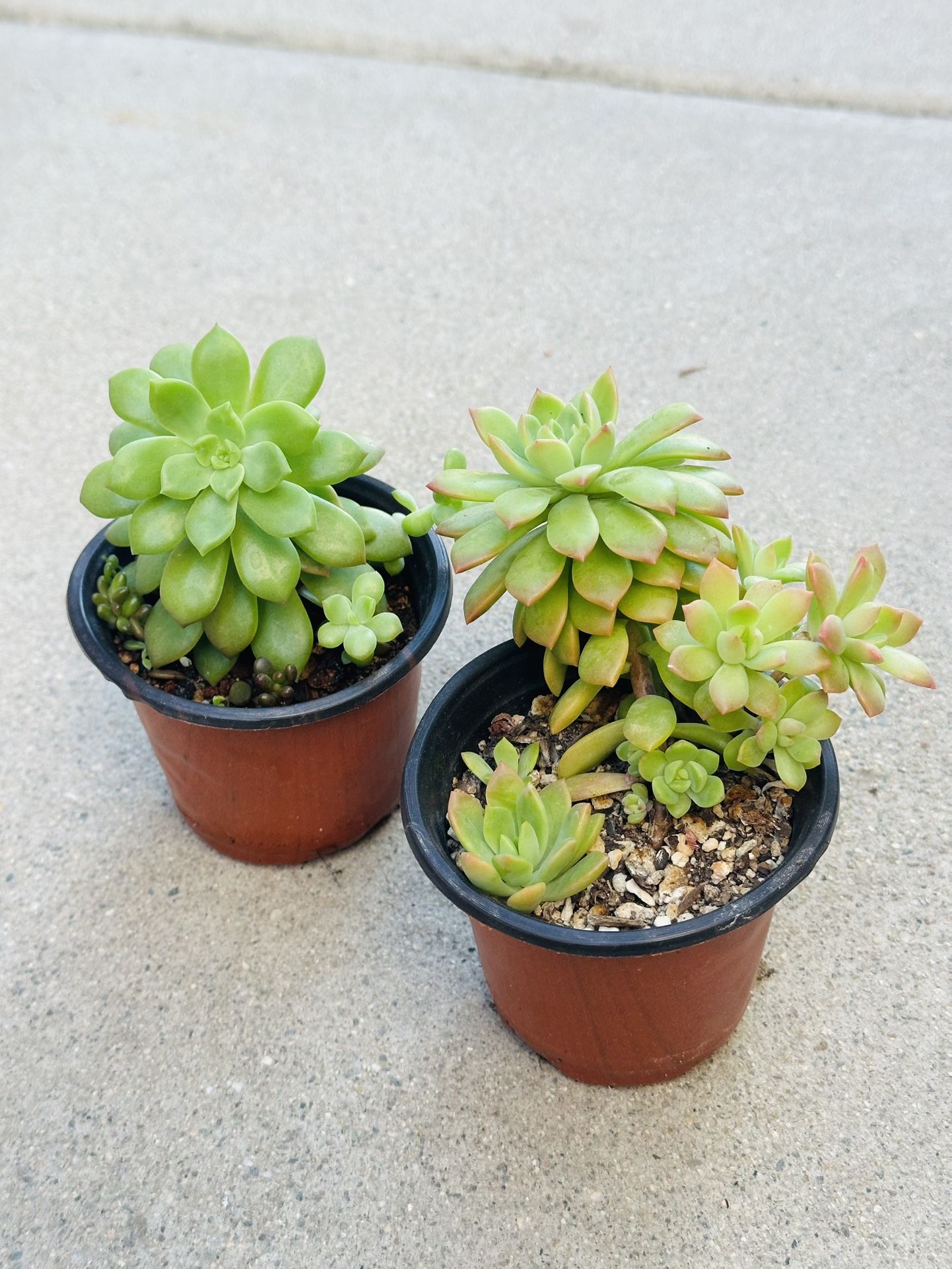 Succulents plants 🪴(2 for $5)