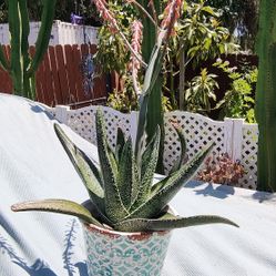 GASTERIA SUCCULENT PLANT IN 8" CERAMIC POT