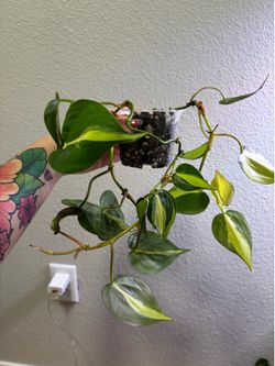 Philodendron Brasil 3.5inch pot