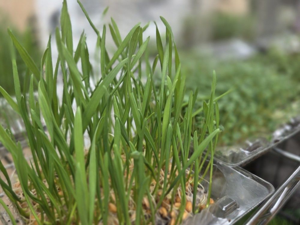 Cat Grass ππΊ Happy Grass