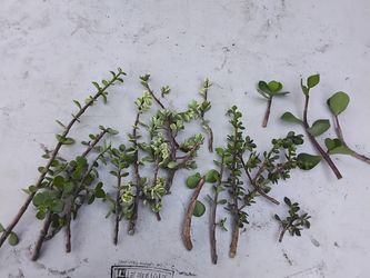 Portulacaria Afra/Elephant Bush Cuttings