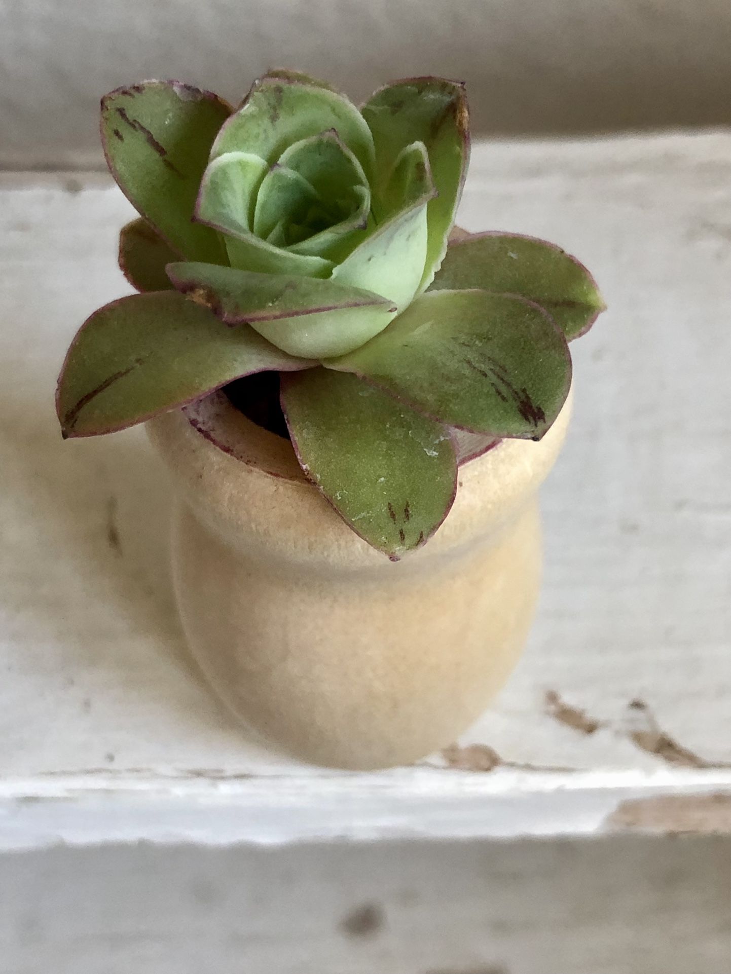 Baby Mountain Rose succulent