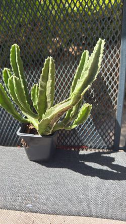 Zulu Giant in 4” pot. S.W.Arl