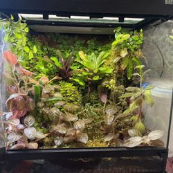 Custom Vivarium Terrarium 