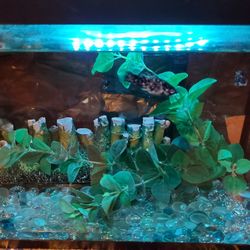 Beautiful Fish Tank For Sale Comes With Everything 