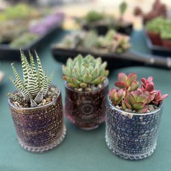Potted Succulents 
