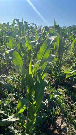 Hojas de milpa a la venta $3.50 la docena