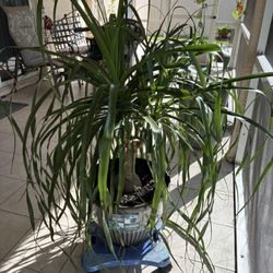 Beautiful Ponytail Plant For Sale
