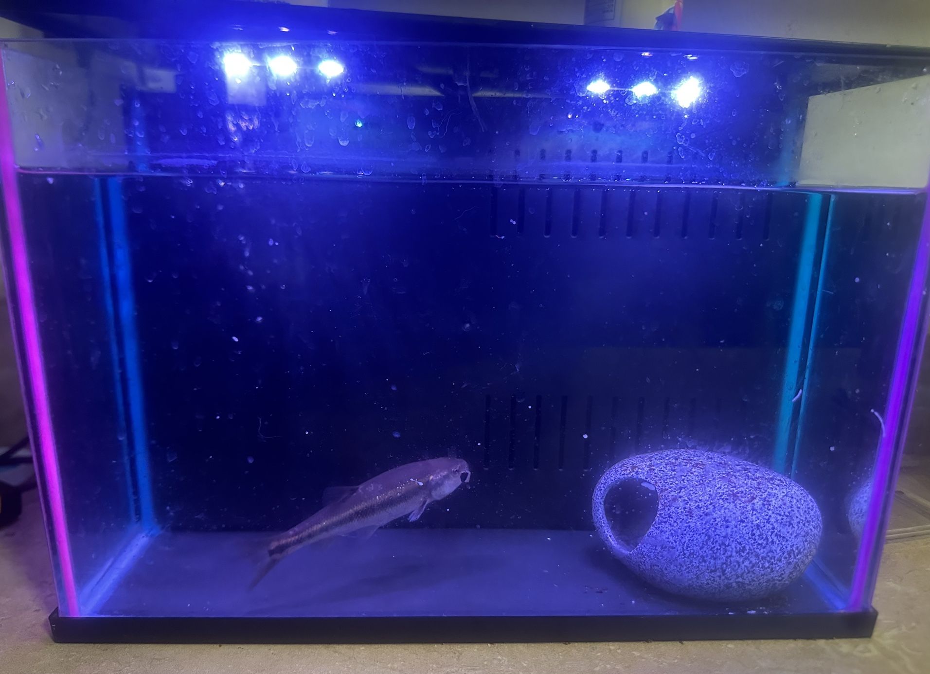 5 Gallons Tank