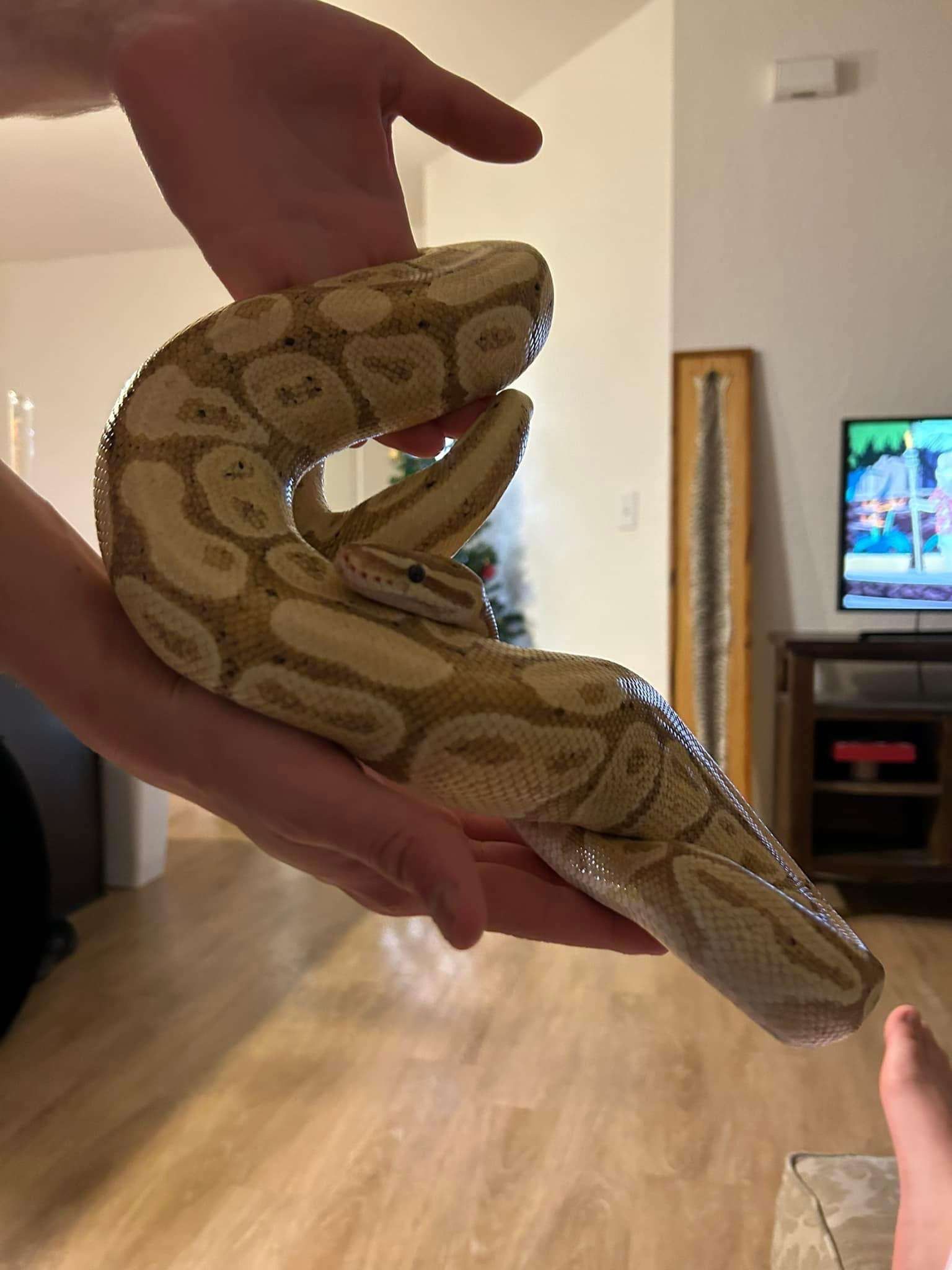 Male Banana Ball Python