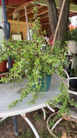 Portulacaria afra 🪴