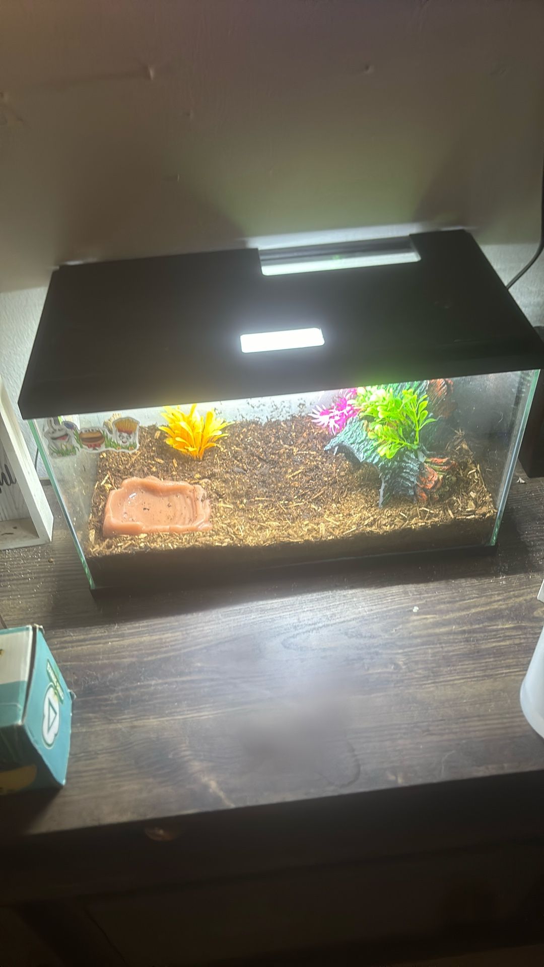 Albino Pac-Man frog tank