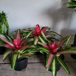 Bromeliad Plant 6" Pot$5 Each