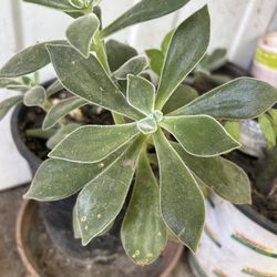 Suculenta