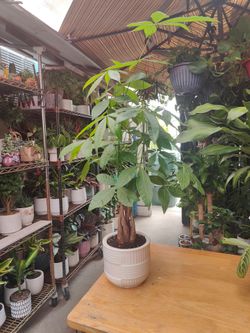 Money Tree