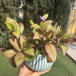 Beautiful Plants 🪴 