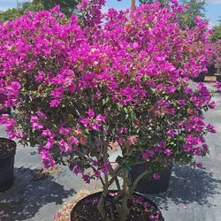 buganvilias all sizes available  bouganvillea