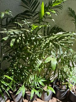 Potted Palm Plants in Black Nursery Pots