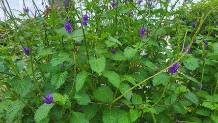 Blue potter weed. (Butterfly attractor?