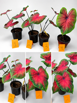 Caladium