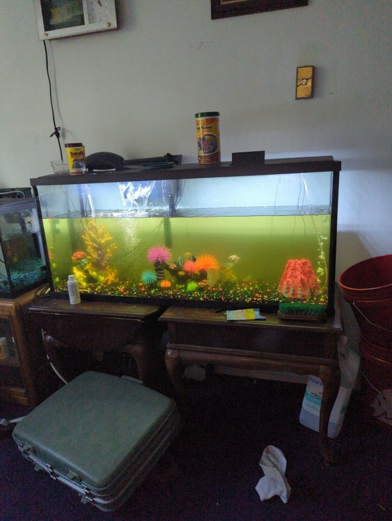 Fish Tank And Fish