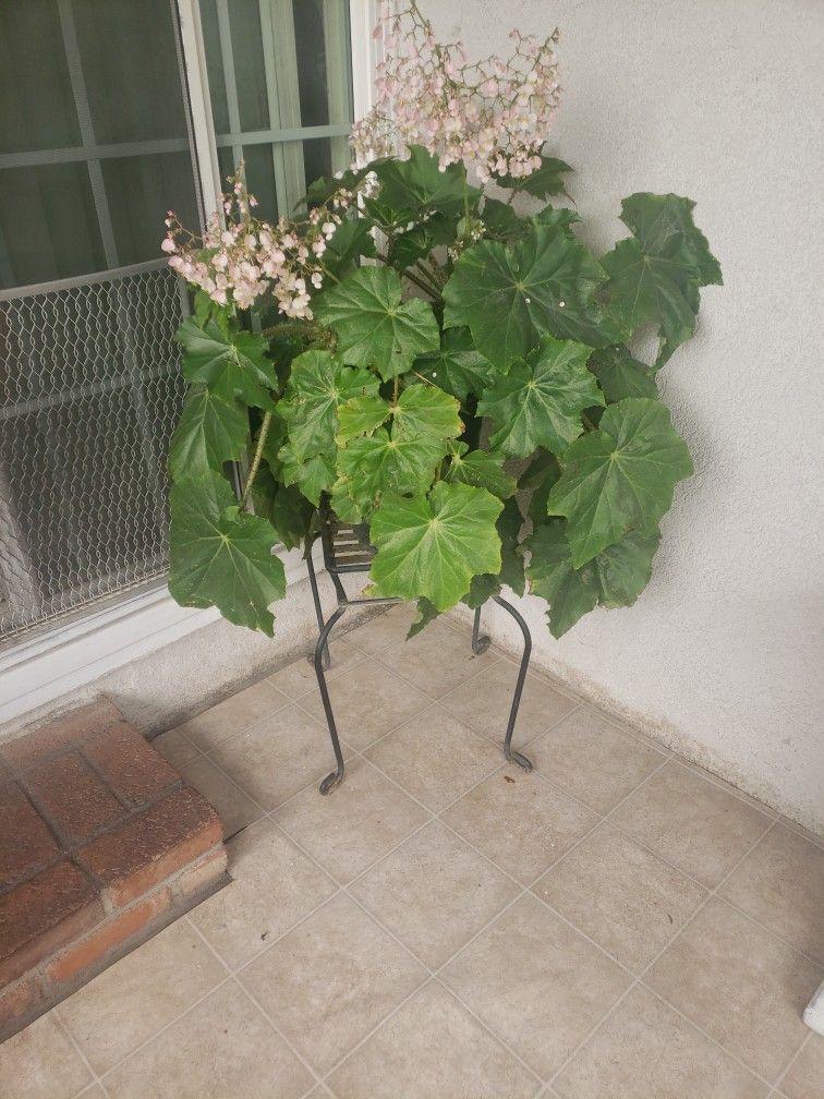Plant