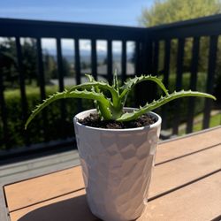 VERY HEALTHY ALOE VERA PLANT! 