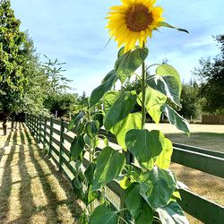 Mammoth Sunflower Plants/Starts