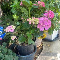 hydrangeas 