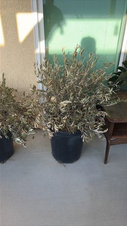 Olive trees