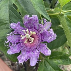 Passion fruit /Purple Passionflower / Maypop baby plants $5 each 
