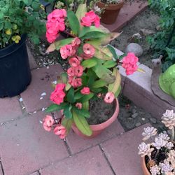 Crown Of Thrones FLOWER BIG POT Plastic Red  POT