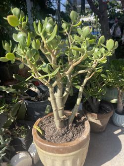 Suculenta Arbol De La Abundancia