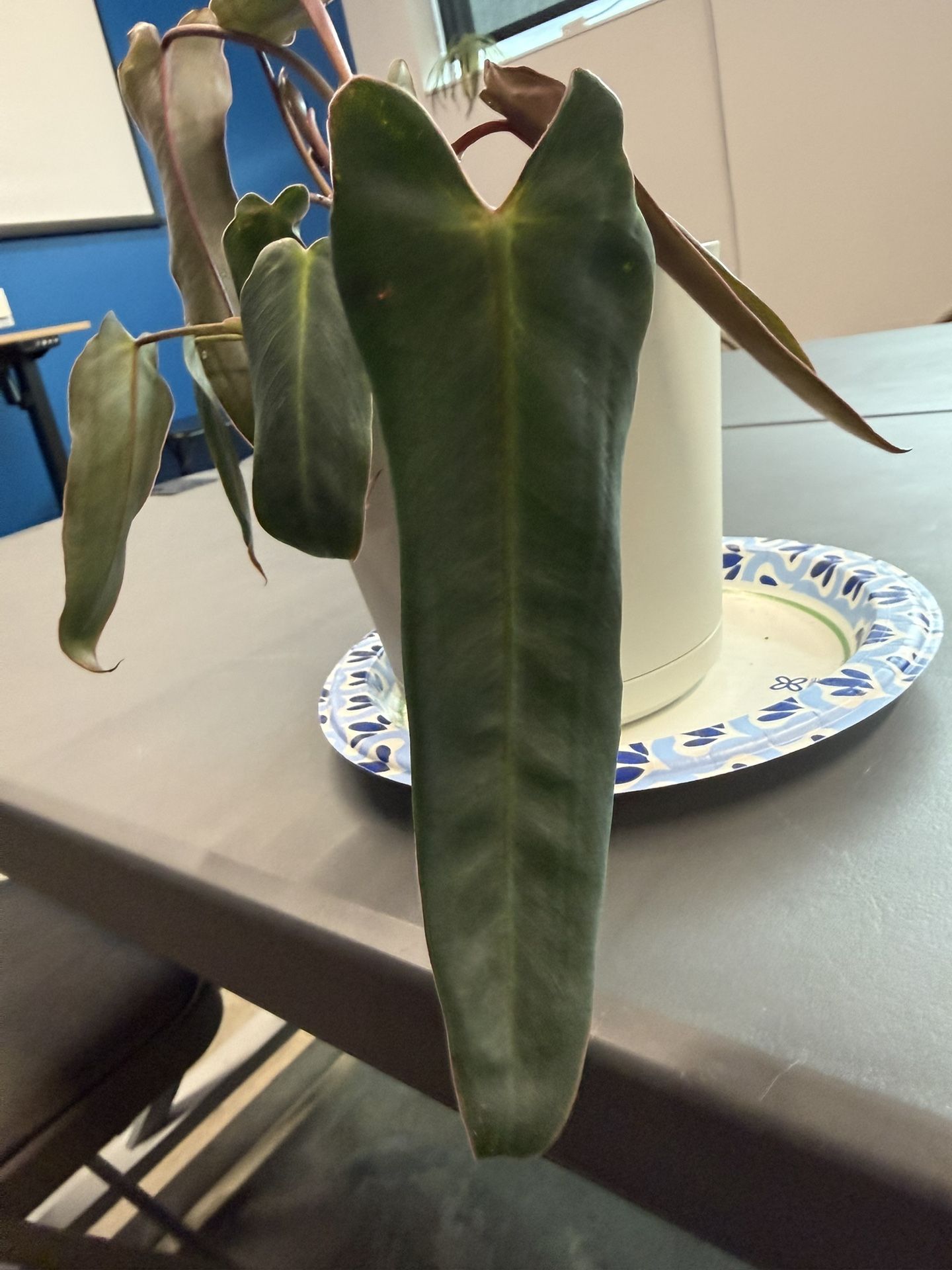 Spiritus Sancti Philodendron A