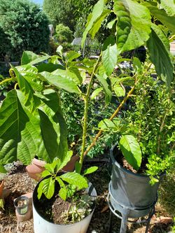 Avacado trees