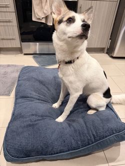 Medium Size Dog Bed