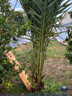 Medjoldates tree