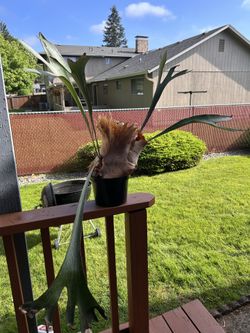 House plant- staghorn fern